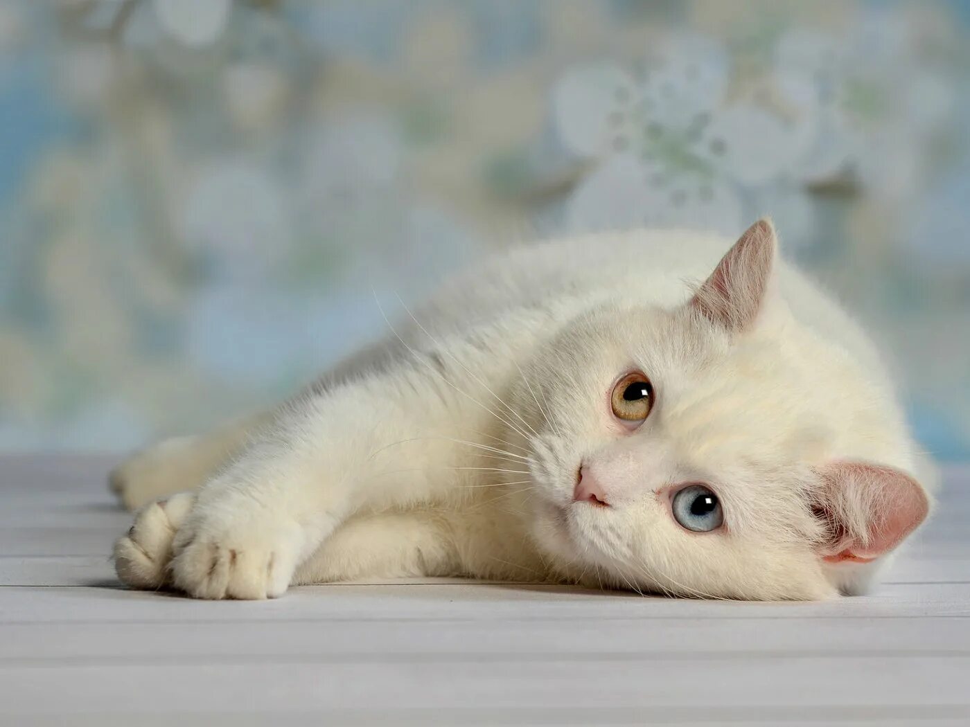 Белые кошечки картинки. Обои с котятами. Белый котик. Обои на рабочий стол кошки. Кошка белая.
