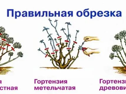 Обрезка гортензии осенью для начинающих в картинках