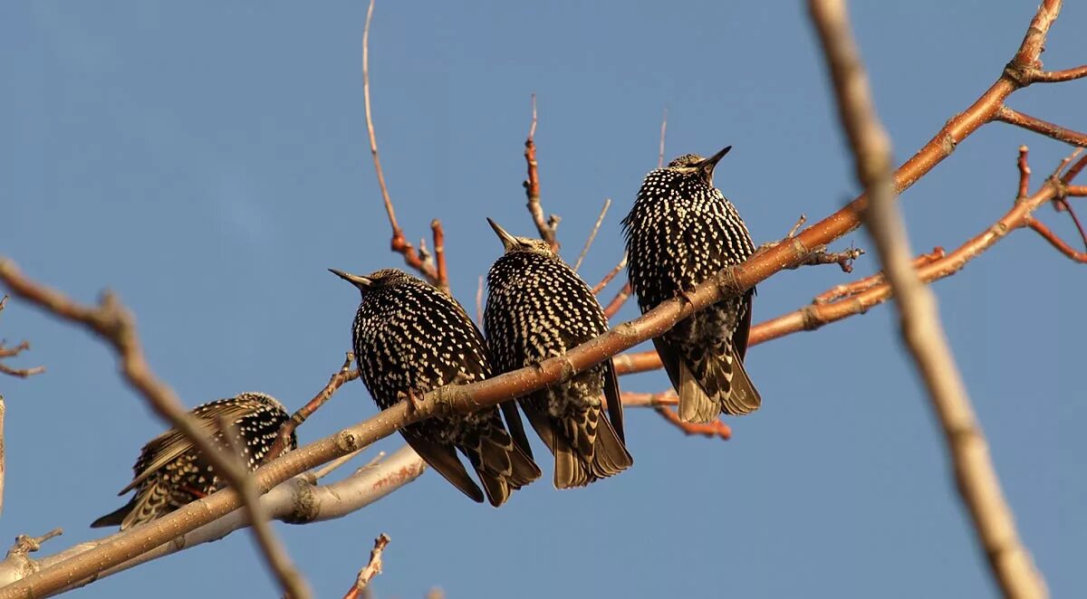 птицы возвращаются весной. скворец на ветке. капский скворец. возвращаются скворцы. прилет скворцов весной.