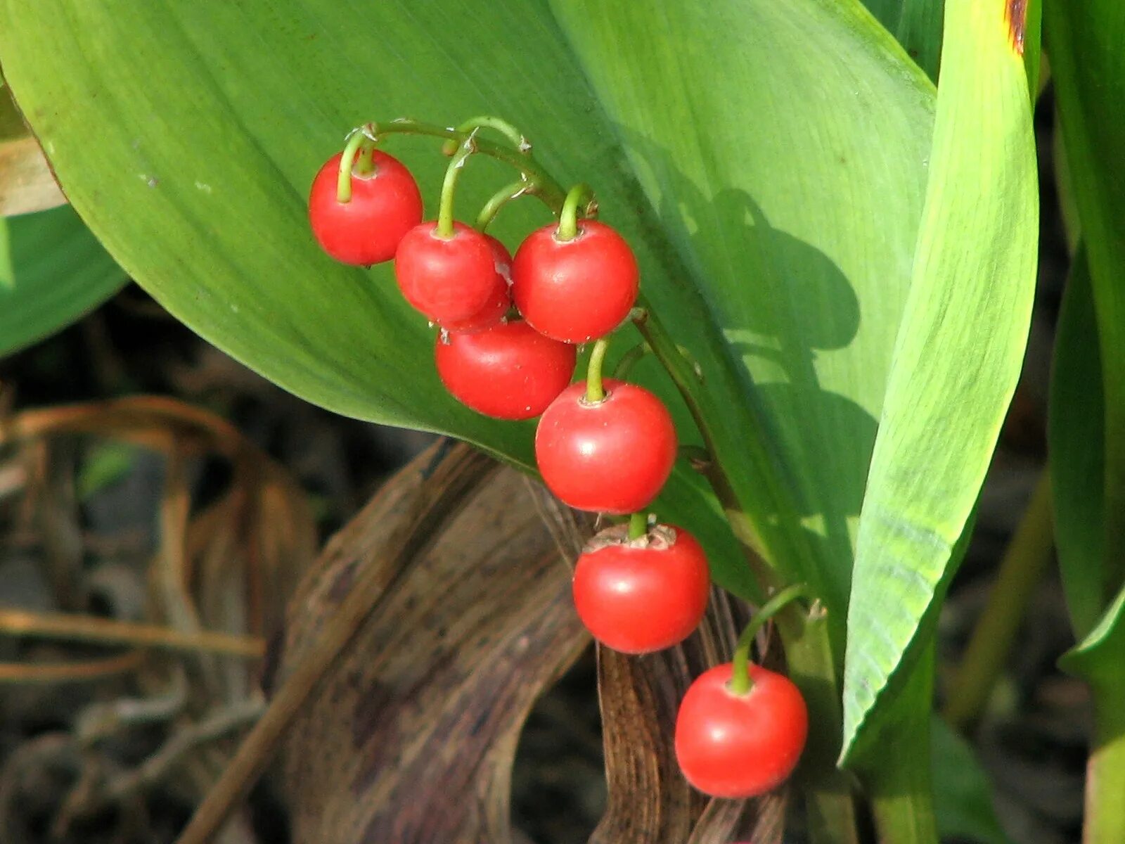 белена ядовитое растение. клещевина. клещевина ядовитое растение семена. какие семена ядовитые. абрус молитвенный (crab´s eye).
