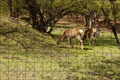 Animal tree