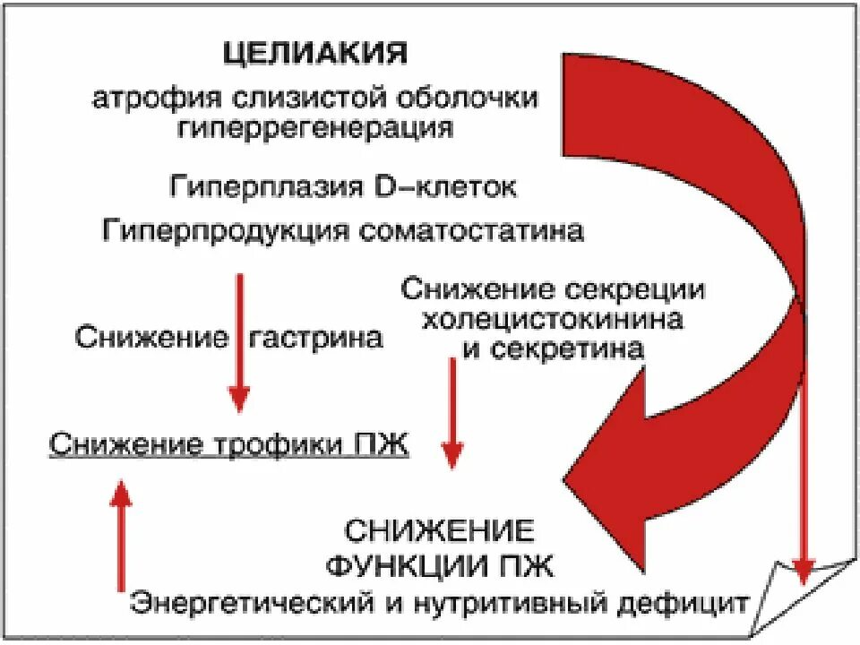 Глютеновая болезнь механизмы развития. Патогенез целиакии схема. Глютеновая болезнь патогенез. Целиакия у детей патогенез. Целиакия это простыми словами