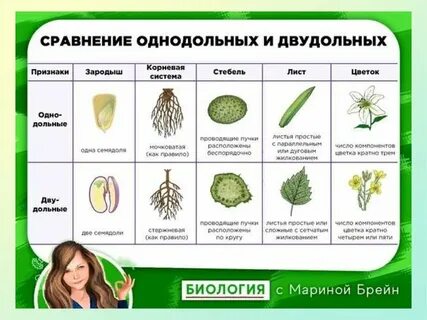 Декоративный лук однодольное или двудольное