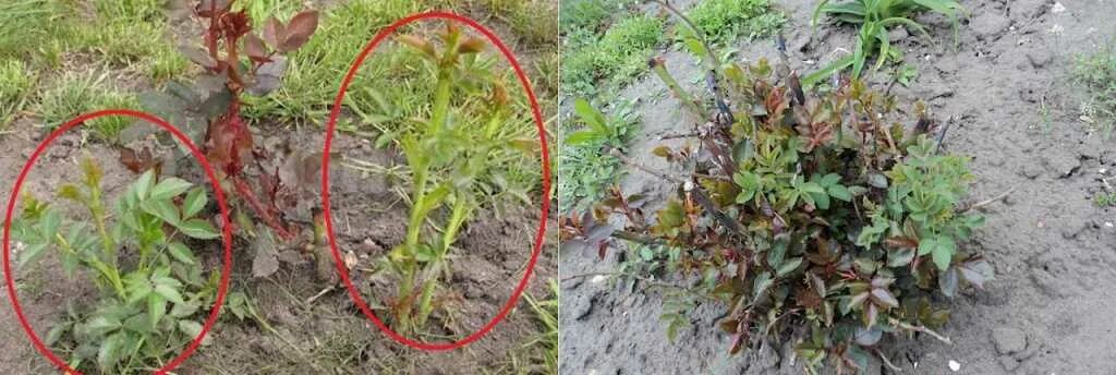 Роз грыш без скусный за граться. Побеги шиповника на Розе. Молодые побеги шиповника.