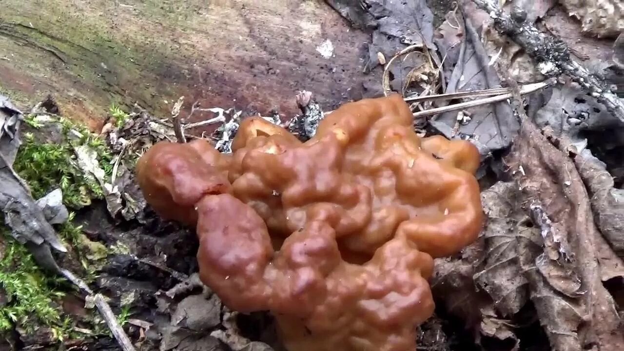 Грибы строчки как готовить правильно и вкусно. Сморчок толстоногий. дрожалка сморчковая. строчки грибы. строчок гриб приготовление.