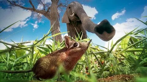 Bbc wildlife