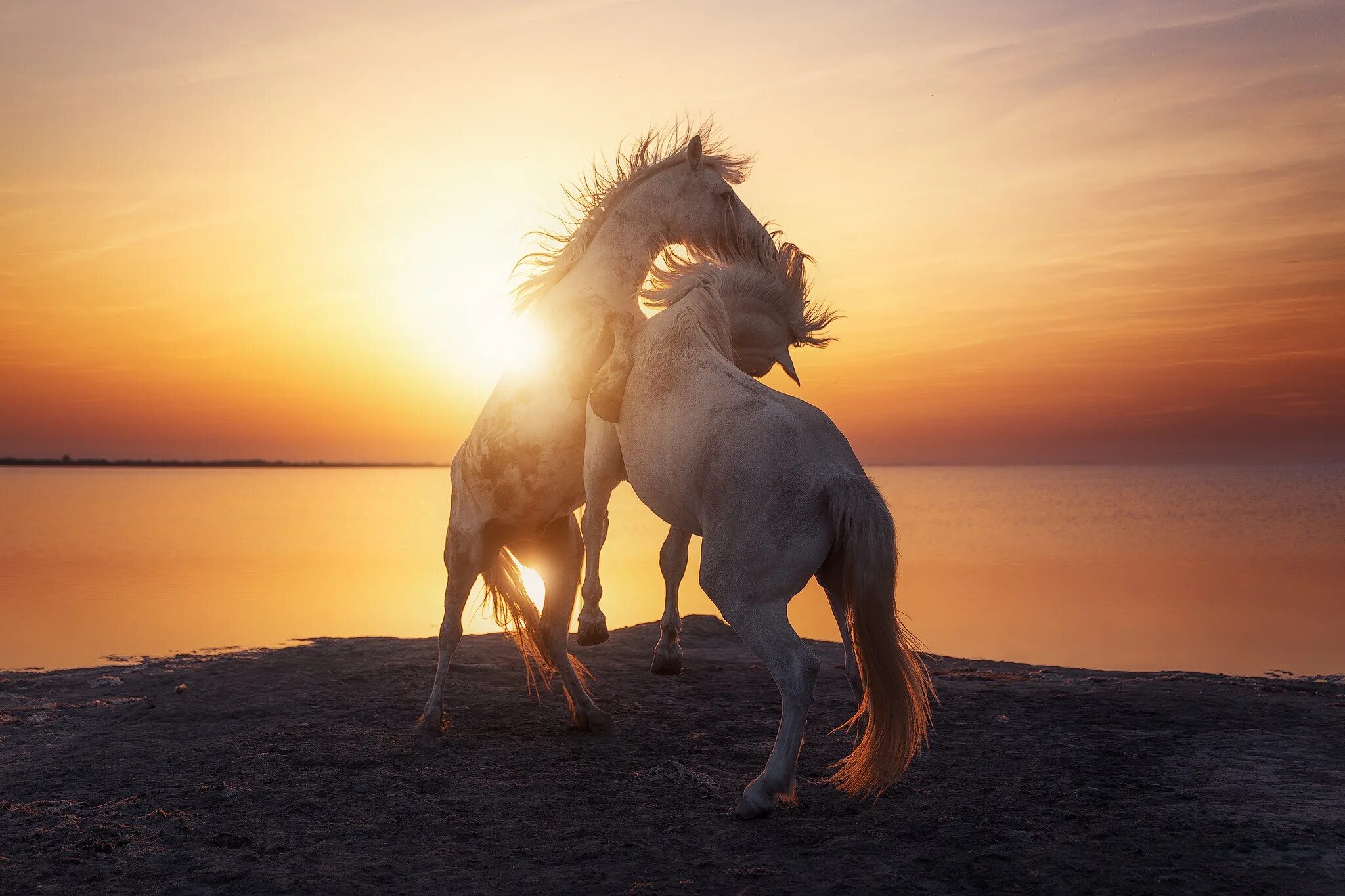 A horse is an animal. Лошади на рассвете. Лошадь на фоне заката. Лошади на закате. Белая лошадь на закате.