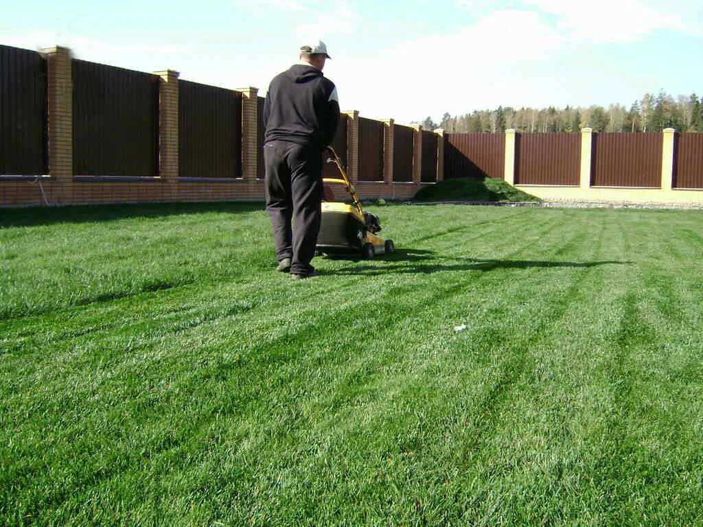Газон скандик. Газонная трава на участке. Посев газона. Смесь газонных трав робустика. Газон в339те750.
