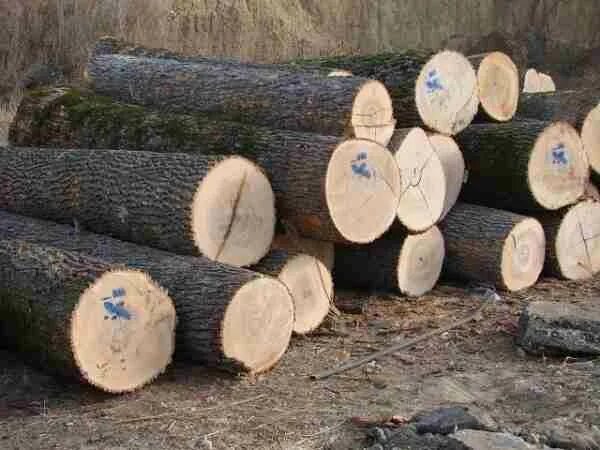 кругляк пиловочник, осина. бревна круглые 2 сорт. пиловочник-тонкомер. кряж лесоматериалы. кряж древесины это.