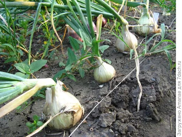 благоприятные дни лук эксибишен. лук эксибишен семена. эксибишен (эксибишн) лук. лук эксибишен рассада. лук эксибишен рассада.