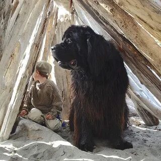 Жила была огромная собака