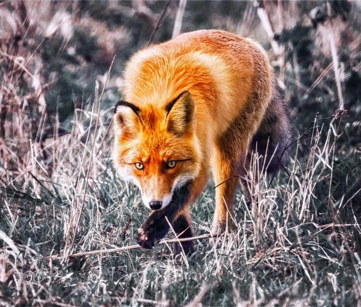 Лиса. Лиса на охоте. Лисья охота. Fox hunting