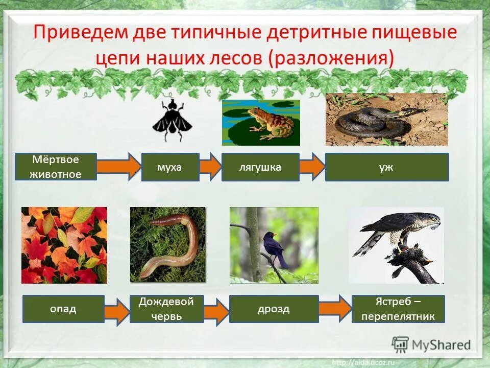 2 пастбищные цепи питания. Пастбищные и детритные цепи питания. Дктритная цкаь аитания. Детритная цепочка питания. Детритные цепи питания.