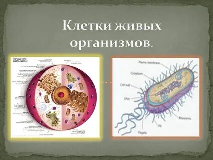 Виды клеток биология