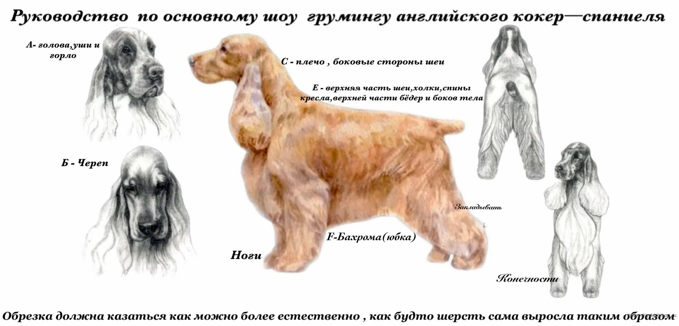 Как подстричь собаку если она кусается. Кокер спаниель стандарт породы. Английский кокер спаниель экстерьер. Порода собак кокер спаниель русский. Порода собак английский кокер спаниель щенок.