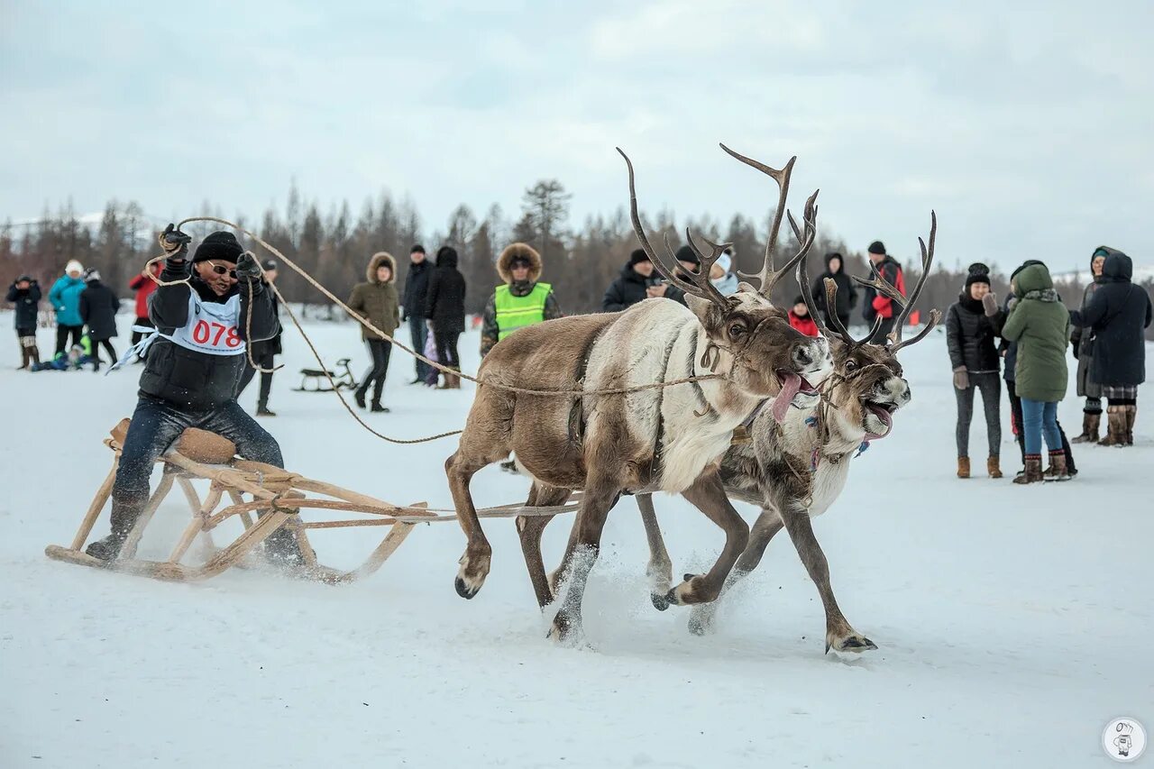 оленевода. день оленевода яр сале 2022. ненцы ямала день оленевода. праздник оленевода. день оленевода праздник в якутии.