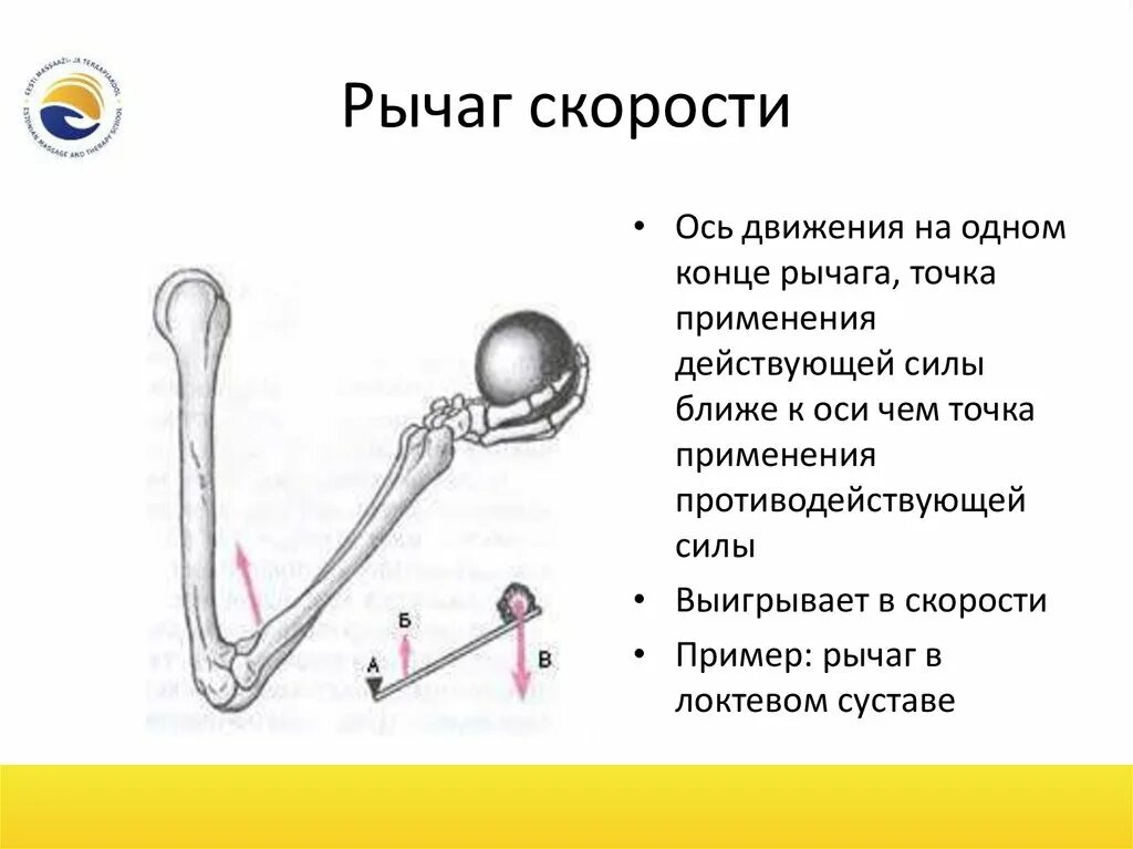 Рычаг скорости. Рычаг скорости в биомеханике. Рычаг скорости анатомия. Рычаг скорости с размерами.. Скорость рычага машина