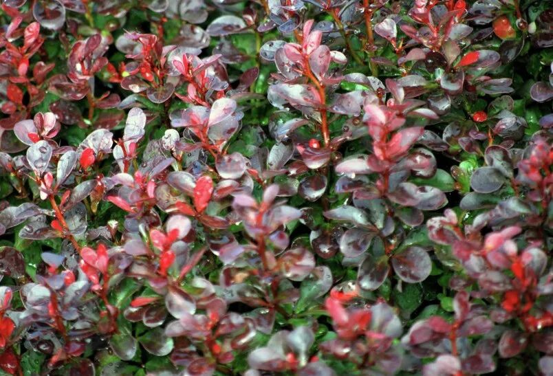 Барбарис нано. Барбарис тунберга атропурпуреа. барбарис atropurpurea nana. berberis thunbergii atropurpurea nana.