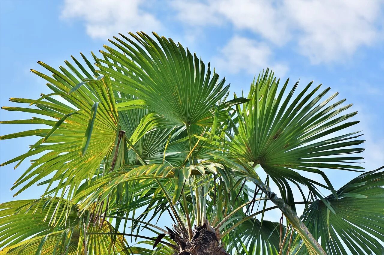 Пальма Вашингтония. Бетелевая Пальма. Ливингстона Пальма. Лист пальмы Вашингтония. Дерево из семейства пальмовых