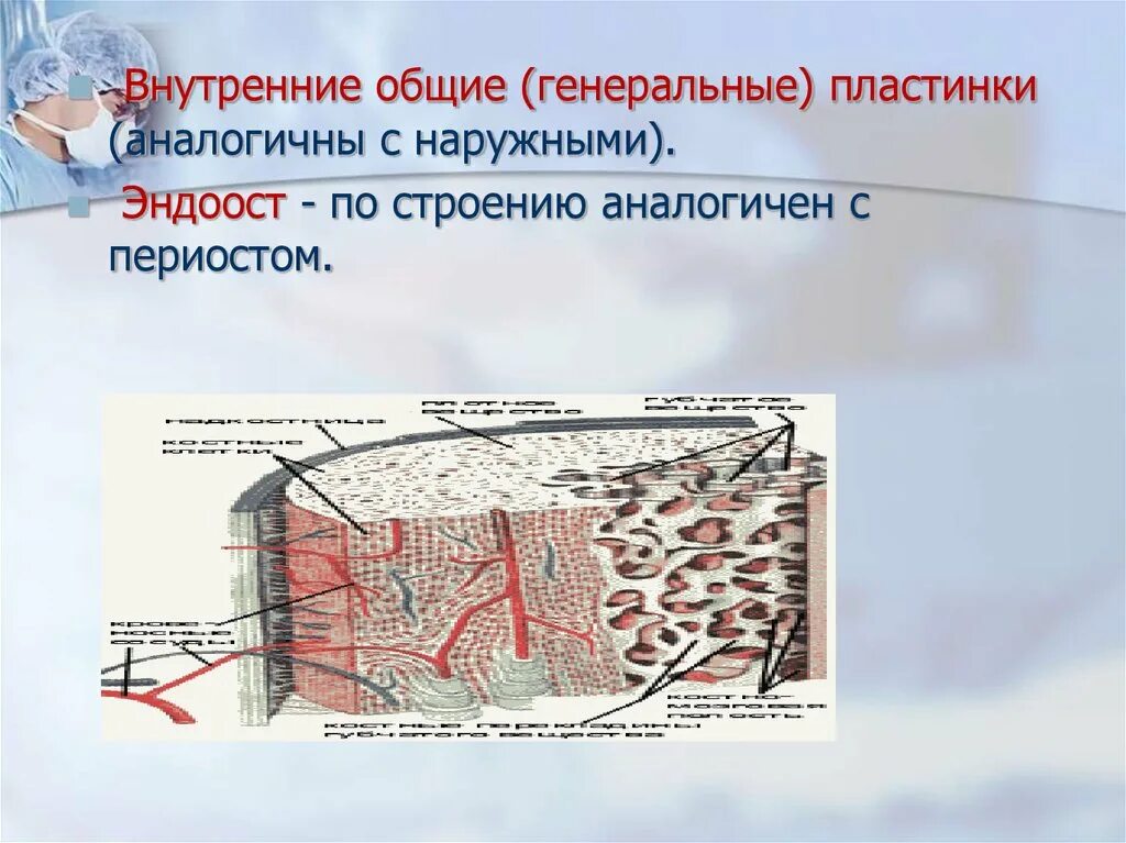Внутренняя пластинка костей свода черепа. Строение кости гистология. Наружные и внутренние пластинки. Диплоэ тип кости. Строение диплоэ.