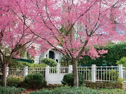 Gorgeous cherry blossom перевод