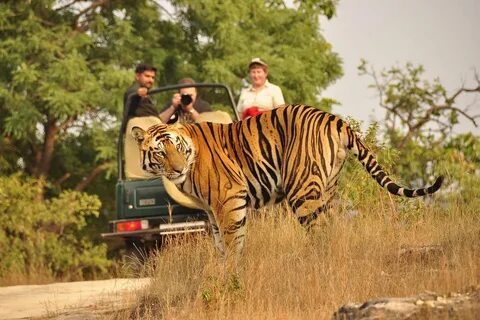 Wildlife tour