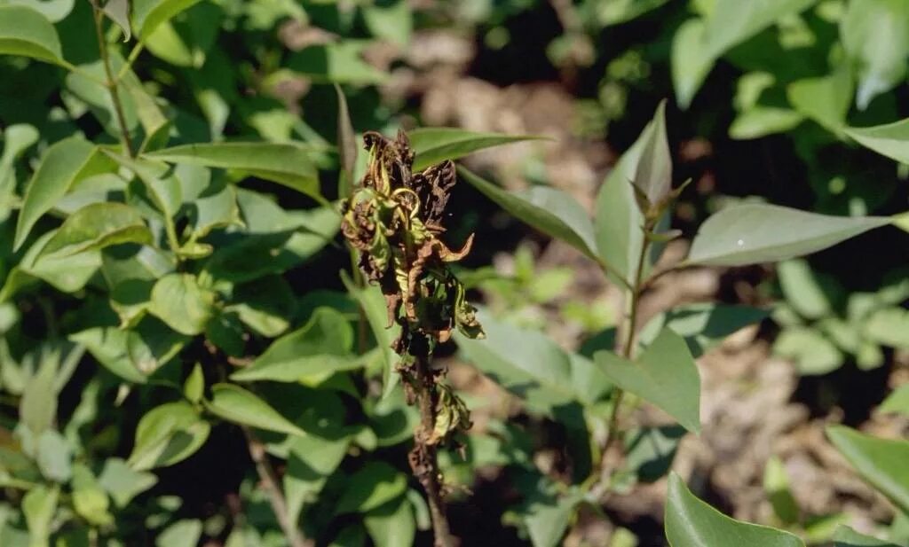 Болезни сирени. Фузариоз сирени. Бактериоз сирени. Pseudomonas syringae бактериальный ожог сирени. Листья сирени скручиваются листья.