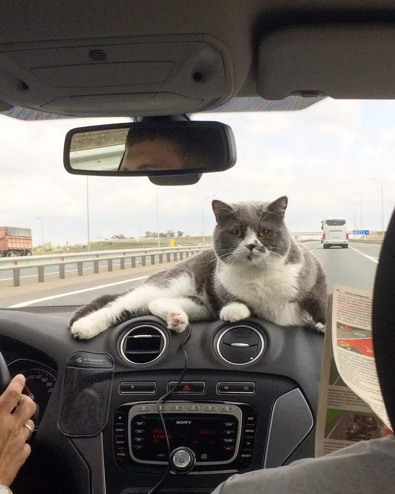 Кот едет. Кот в машине. кот за рулем автомобиля. котик едет на машине. кот в машинке.