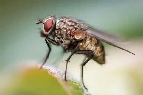 Spent fly