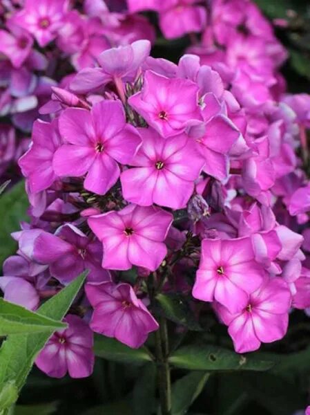 Флокс свит саммер. Флокс метельчатый аметист (Phlox paniculata Amethyst). Флокс Свит саммер фэнтези. Флокс метельчатый сортосерия Свит саммер Оушн.