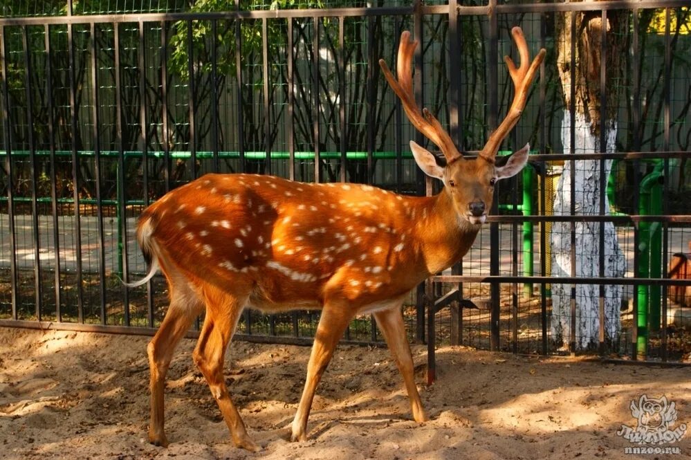 олененок в зоопарке. пятнистый олень в зоопарке. пятнистый олень в зоопарке. панты пятнистого оленя. мини зоопарк.