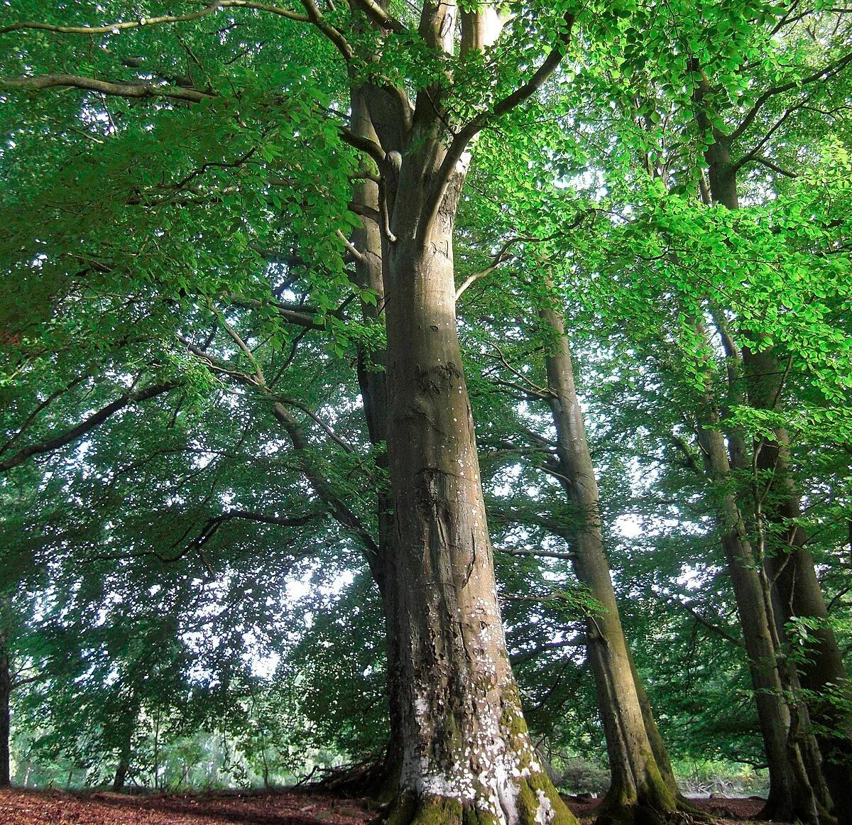 Дерево бук фото и описание. Бук Восточный – Fagus orientalis. Бук дерево. Дерево бук Европейский. Карпатский бук дерево.