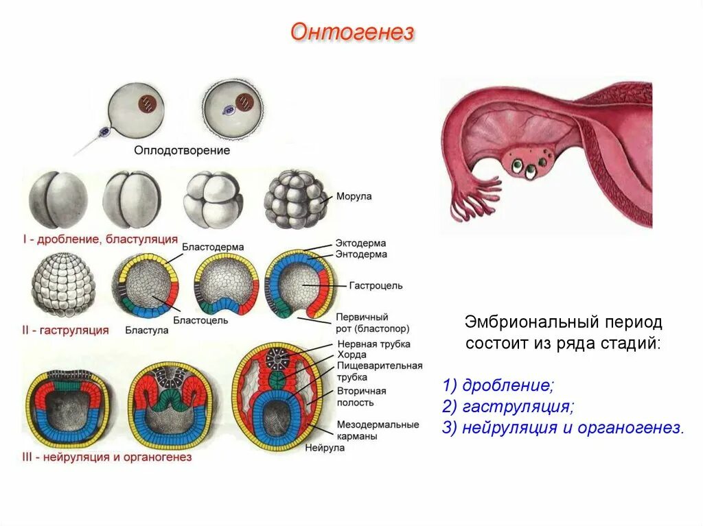 Онтогенез обучение. Бластопор онтогенез. Оплодотворение гаструляция. Эмбриональный этап онтогенеза органогенез. Этапы онтогенеза картинки.