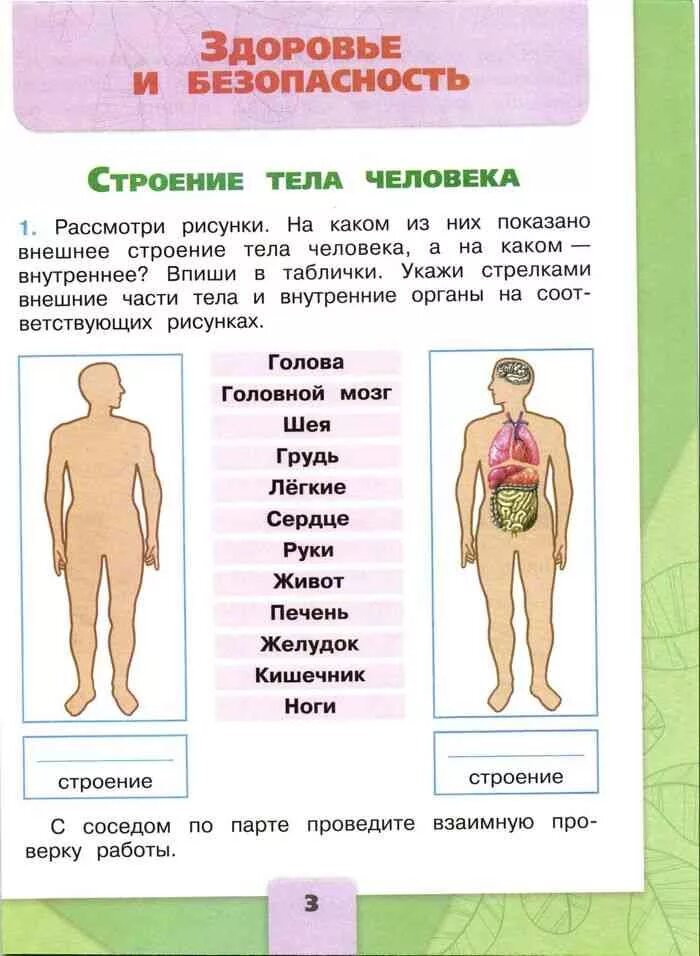 Тест строение человека 2 класс окружающий мир. Строение тела человека 2 класс окружающий мир рабочая тетрадь 2. Строение тела человека 2 класс школа России рабочая тетрадь. Окружающий мир 2 класс рабочая тетрадь 2 часть строение человека. Окружающий мир 2 класс рабочая тетрадь 2 часть строение тела человека 2.