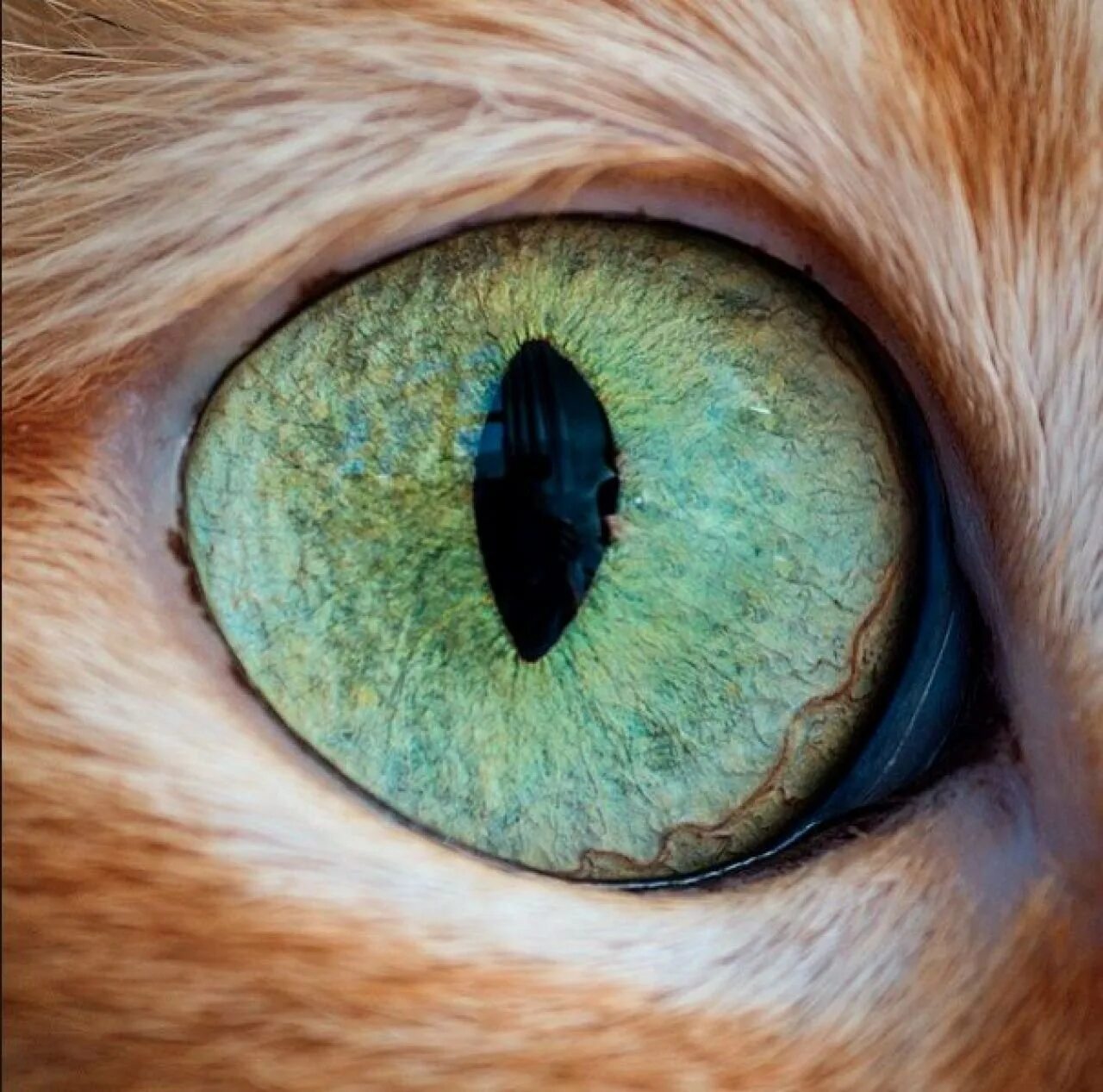 Глаза кошки. Кошачий глаз. Кошачий зрачок. Зрачок глаза кошки. Радужка кошки