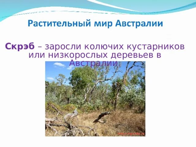 Австралийский буш (скрэб). Скрэб определение. Заросли скрэба в австралии. Акации и эвкалипты австралии. Скрэб природная зона.