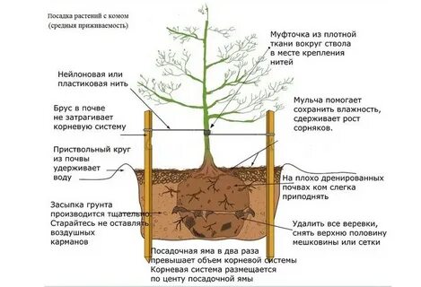Когда можно сажать деревья весной