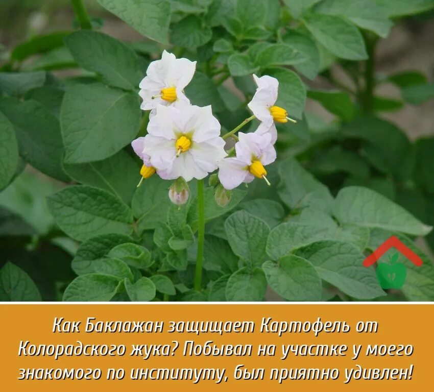 О чем не знала картошка, или Как познакомить детей с миром овощей? Дом и семья Ш