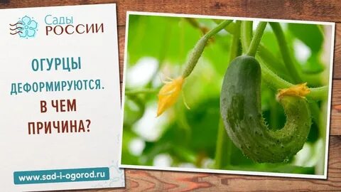 Почему не растут плоды огурцов в теплице
