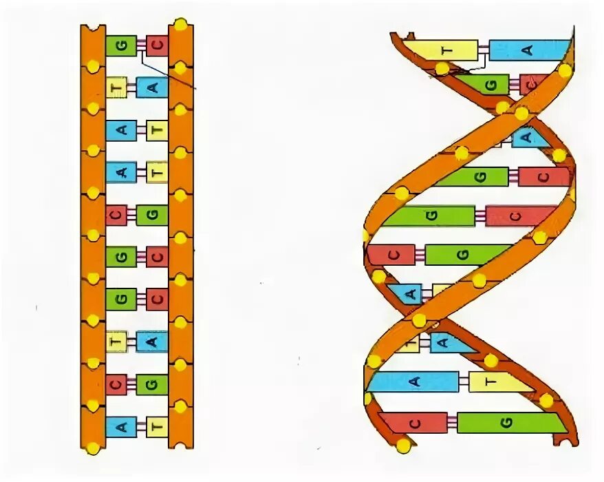 Достроить вторую цепь днк. Комплементарная цепочка ДНК. Двойная спираль ДНК комплементарность. Принцип комплементарности ДНК рисунок. ДНК по принципу комплементарности.