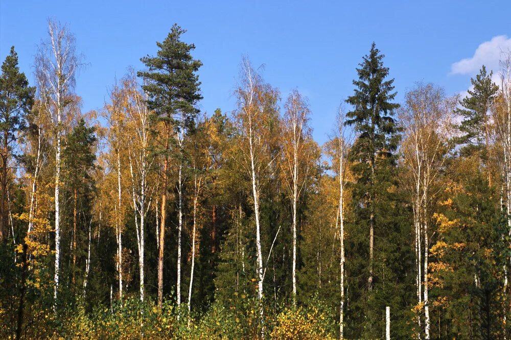 Хвойно березовый. Сосново-Березово-осиновый лес. Березово Сосновый лес. Смешанные Березово-сосновые леса. Смешанный лес ель сосна береза.