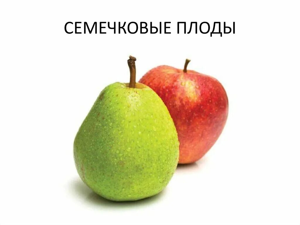 Тип яблока