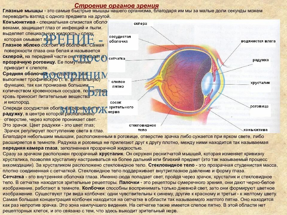 Желтое пятно это. Сетчатка глазного яблока функции и строение. Слепое пятно анатомия глаза. Строение желтого пятна сетчатки. Слепое пятно глаза функции.