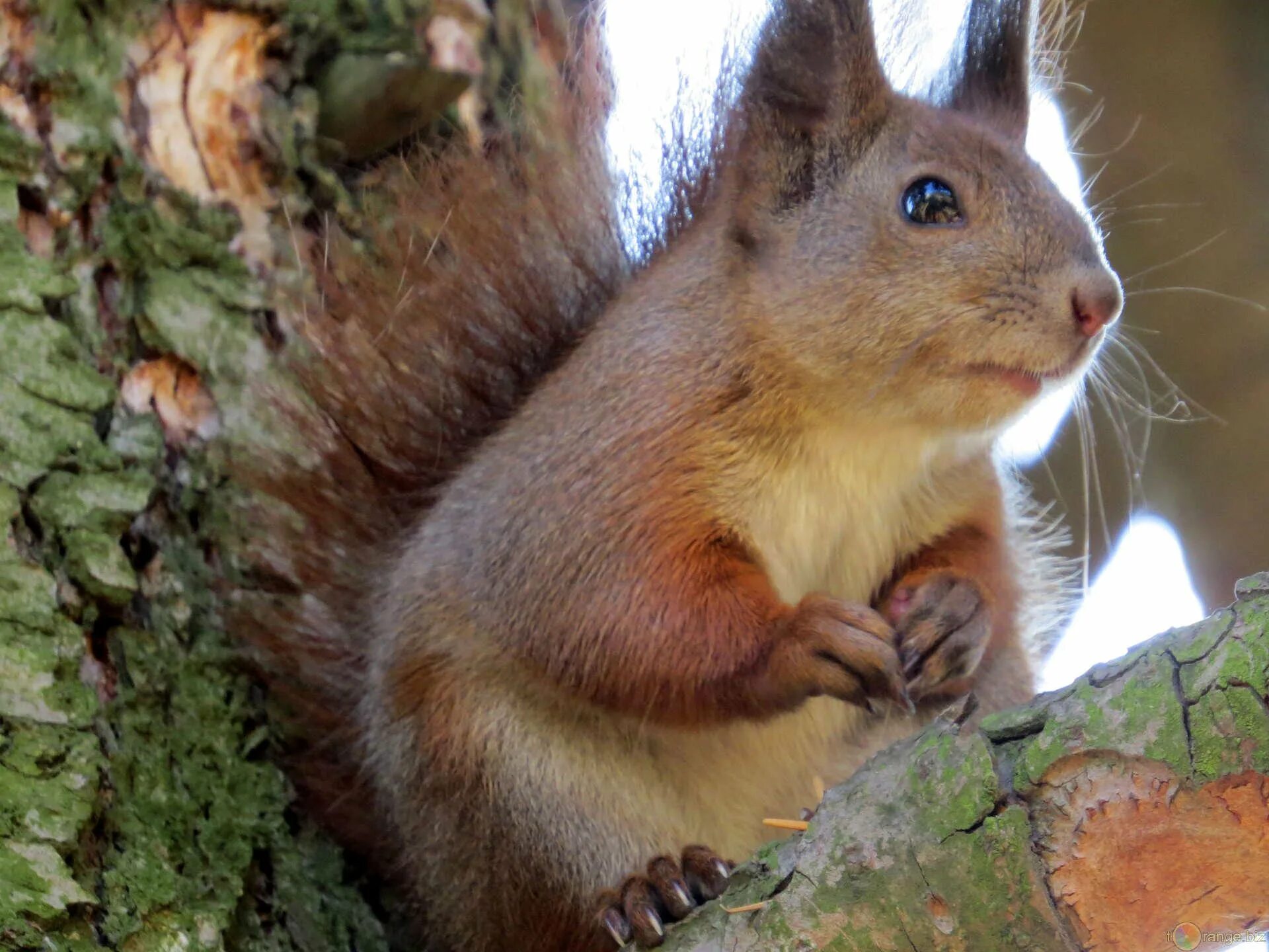 C squirrel
