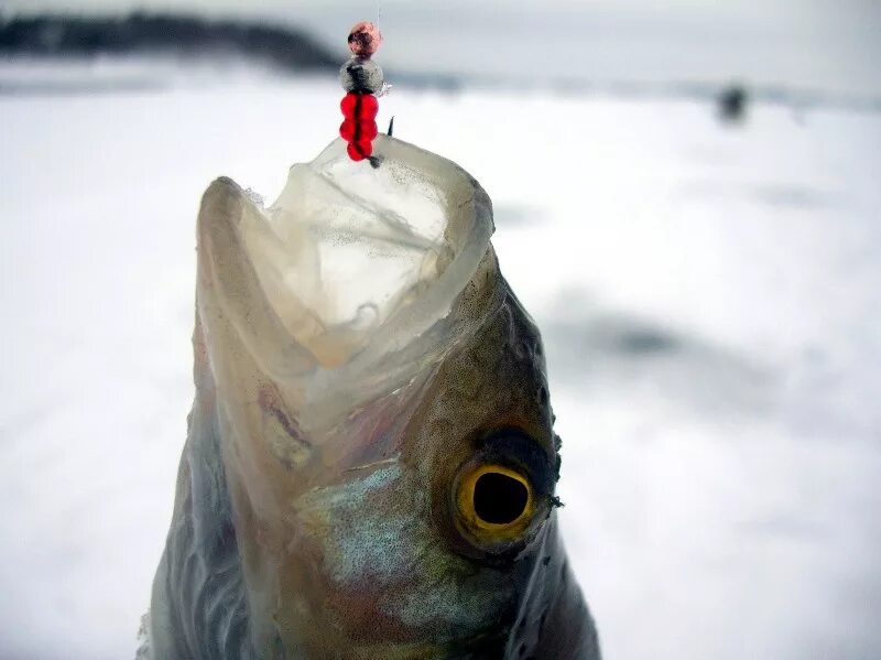 Ловля рыбы мормышкой. Мормышки для зимней рыбалки. Ловля на мормышку. Ловля на мормышку зимой. Мормышки на окуня.