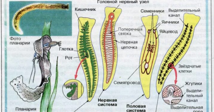 Какая часть белой планарии выполняет двигательную функцию. Системы органов молочной планарии. Планария строение. Плоские черви внешнее строение. Белая планария нервная выделительная половая система.