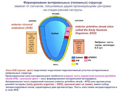 Тоне зона