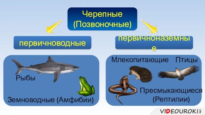 Позвоночные относятся к типу хордовые. Подтип позвоночные Черепные животные. Тип Черепные позвоночные размножение. Первичноводные и вторичноводные животные. Первонично водные животные.