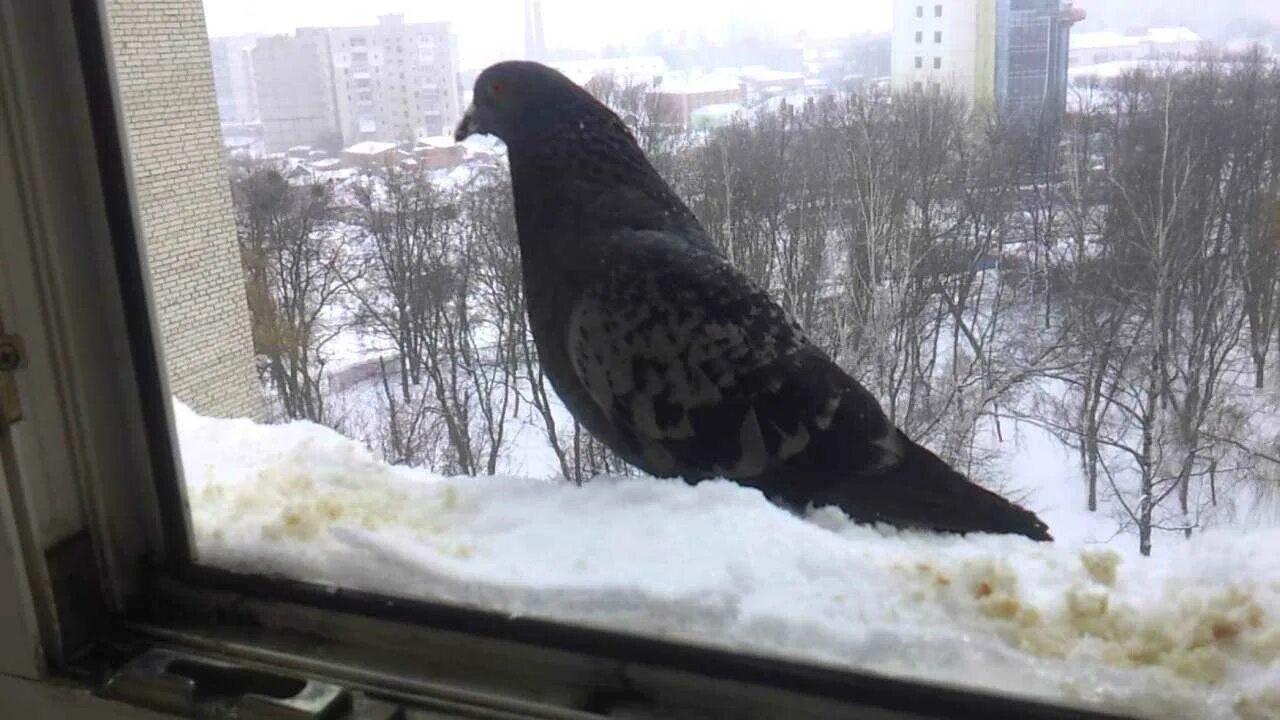 Увидеть голубя на улице примета. Голубь на подоконнике. Голубь за окном. Ворон на окне. Птица на подоконнике.