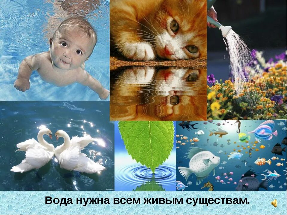 Вода источник всего живого. Вода это жизнь. Вода источник жизни. Вода в живых организмах.